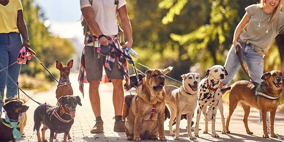 Come ricercare un Dog sitter affidabile e vicino casa