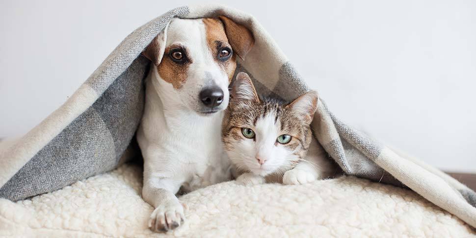 Assicurazione cani gatti