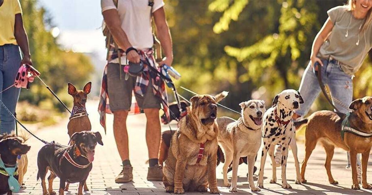 Come ricercare un Dog sitter affidabile e vicino casa