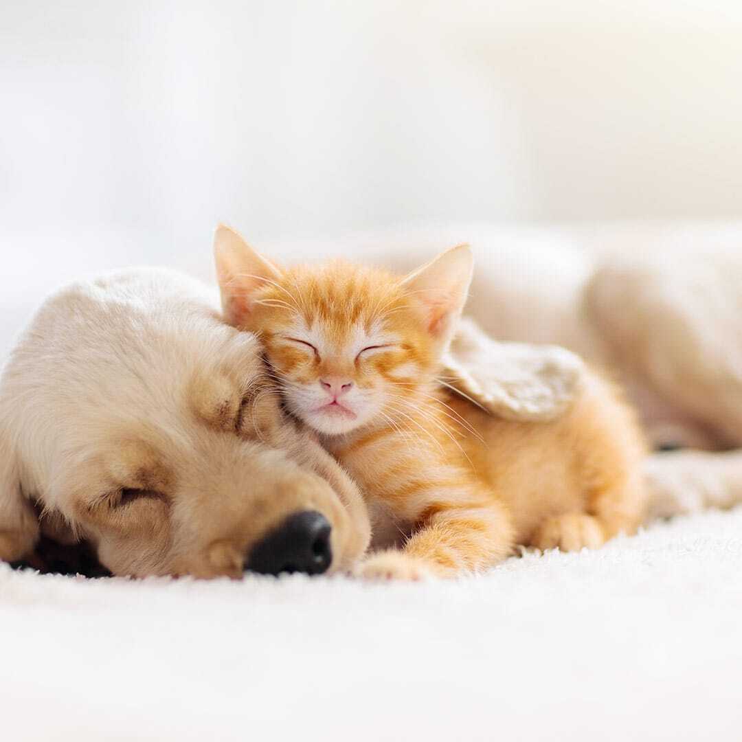 Applica il cashback di ConTe Assicurazione Cane e Gatto